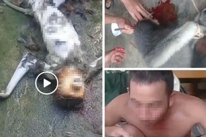 Nhóm người giết voọc ăn óc sống rồi quay video phát lên Facebook ngày 17.11 - Ảnh: Cắt từ clip