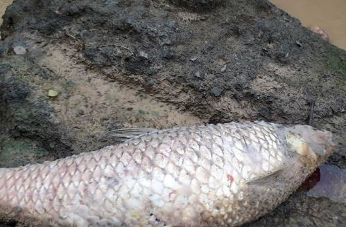 Những con cá có trọng lượng trên 1kg chết phơi mình dưới khe Lá Mớc quanh bãi rác Phú Hà.