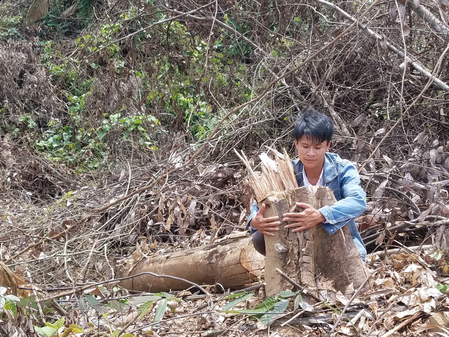 Hơn 2 hecta rừng vùng đệm VQG Phong Nha - Kẻ Bàng bị đốn hạ.
