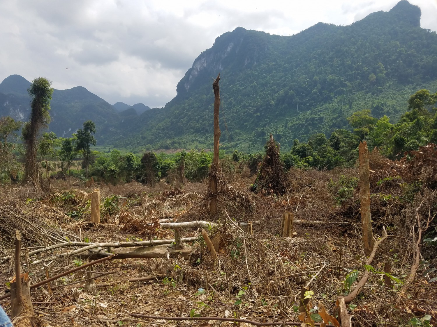 Hơn 2 hecta rừng vùng đệm VQG Phong Nha - Kẻ Bàng bị đốn hạ.
