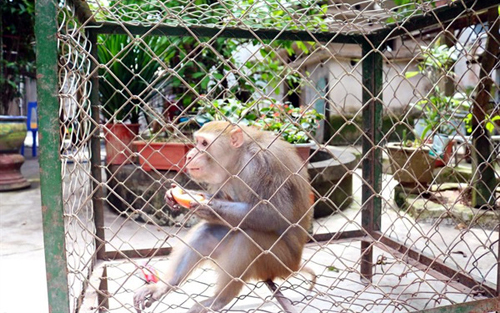 Vườn Quốc gia Vũ Quang - Hà Tĩnh tiếp nhận cá thể khỉ đuôi lợn quý hiếm