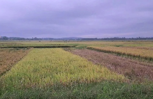 d2025053002