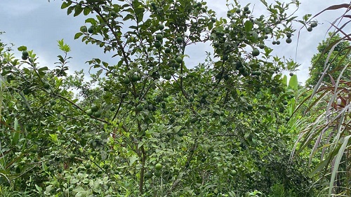 H2025071106 4