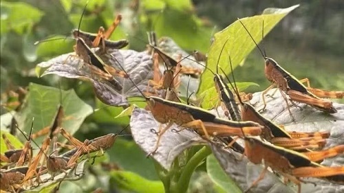 Khẩn trương kiểm soát, không để bùng phát dịch châu chấu tre